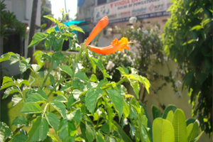 description