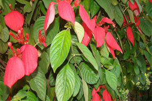 description