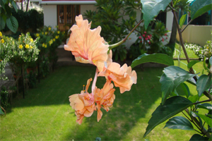 description