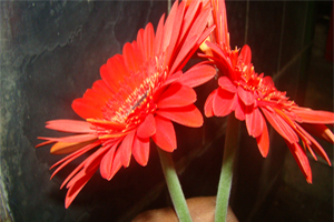 description