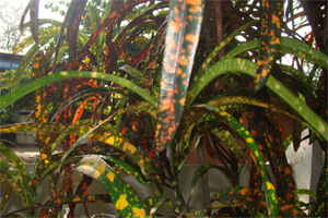 description