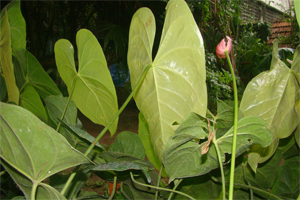 description