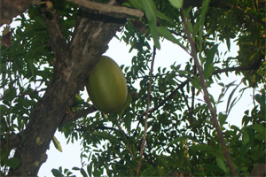 description